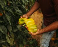 5 Pasos para una aplicación agrícola exitosa